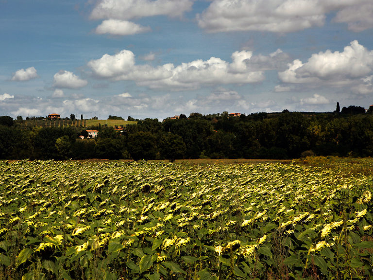 Agriturismo Sanguineto