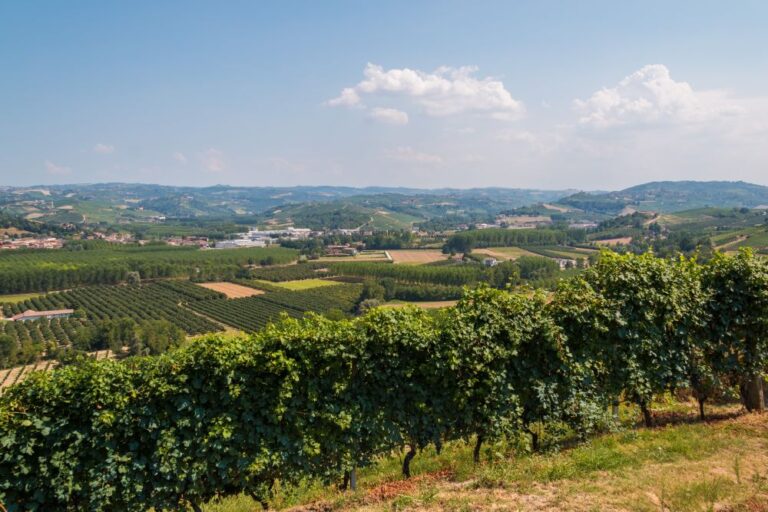Il Vigneto di Roddi – billede