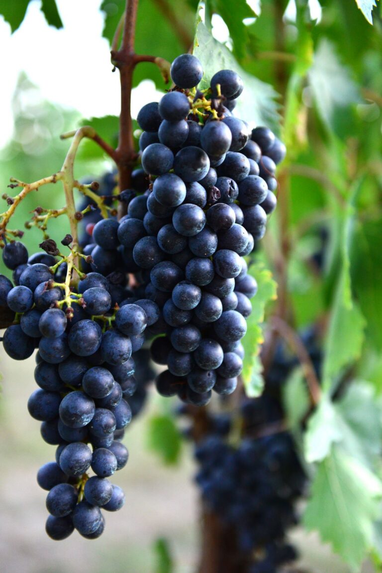 Podere della Bruciata – billede