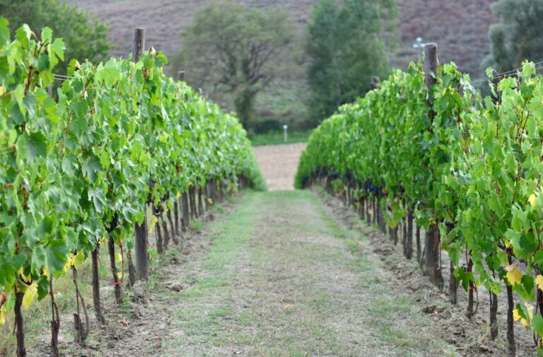 Podere della Bruciata – billede