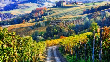 Vinmarker om efteråret i Piemonte, Italien